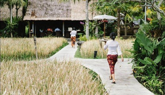 Bebek_Tepi_Sawah_Ubud